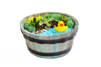 Plant Nite: Duck Pond in Wooden Barrel (Ages 6+)